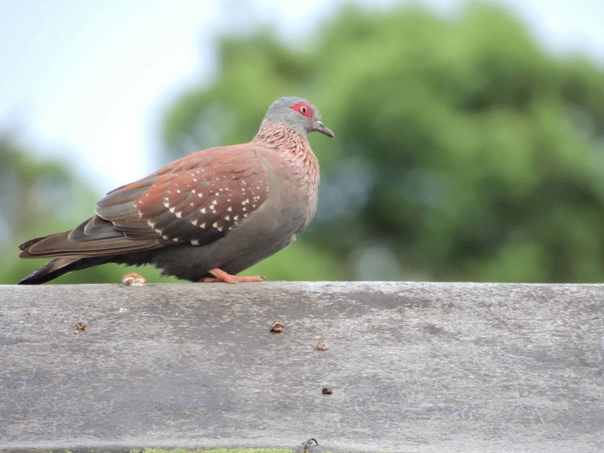 Speckled Pigeon - ML614222012
