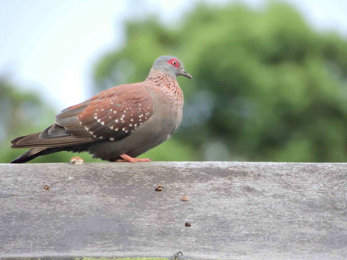 Pigeon roussard - ML614222012