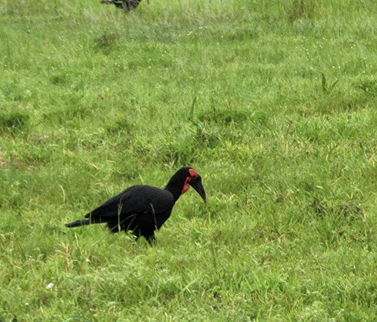 Southern Ground-Hornbill - Vlastimil Serdahely