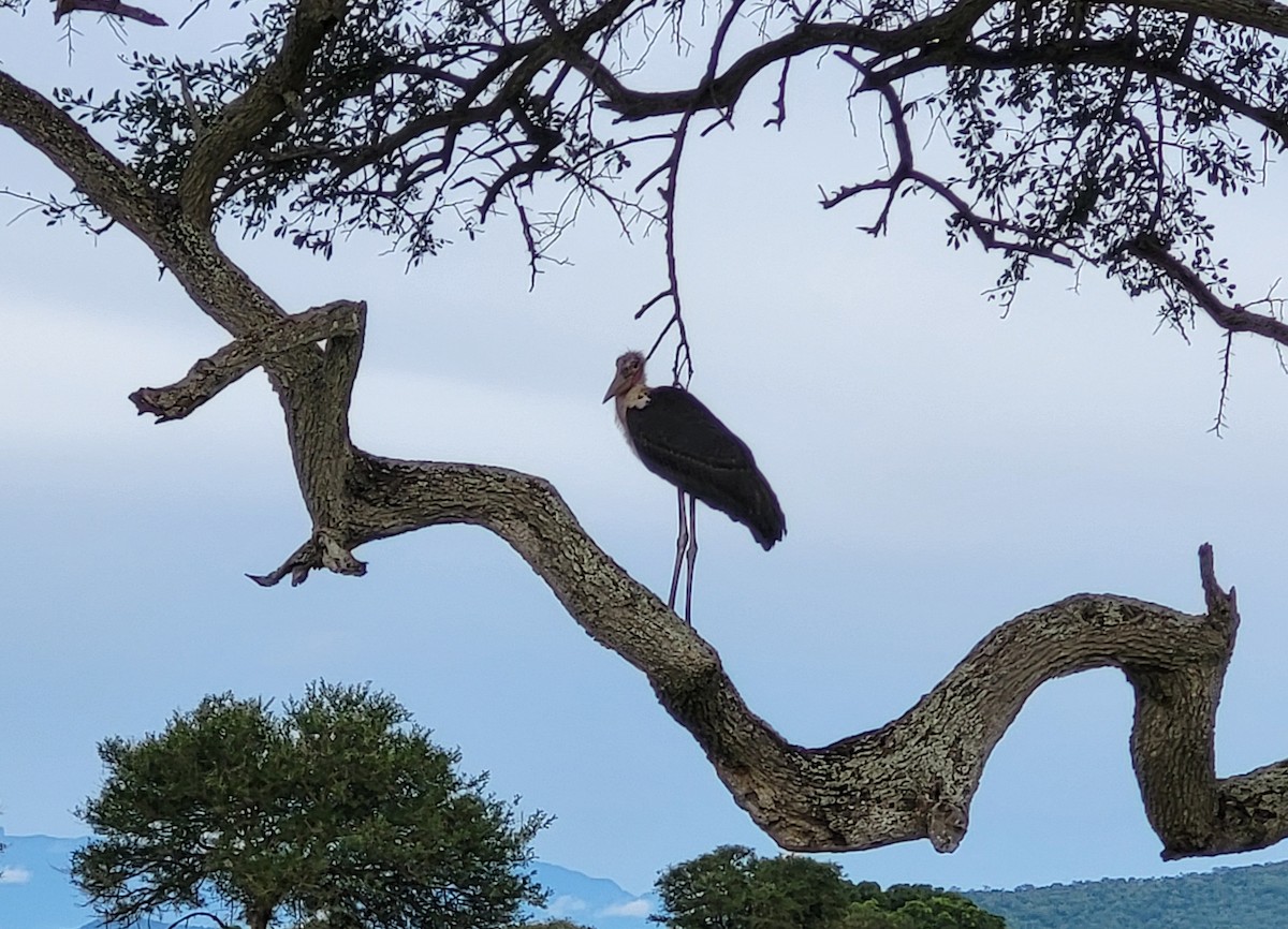 Marabou Stork - Vlastimil Serdahely