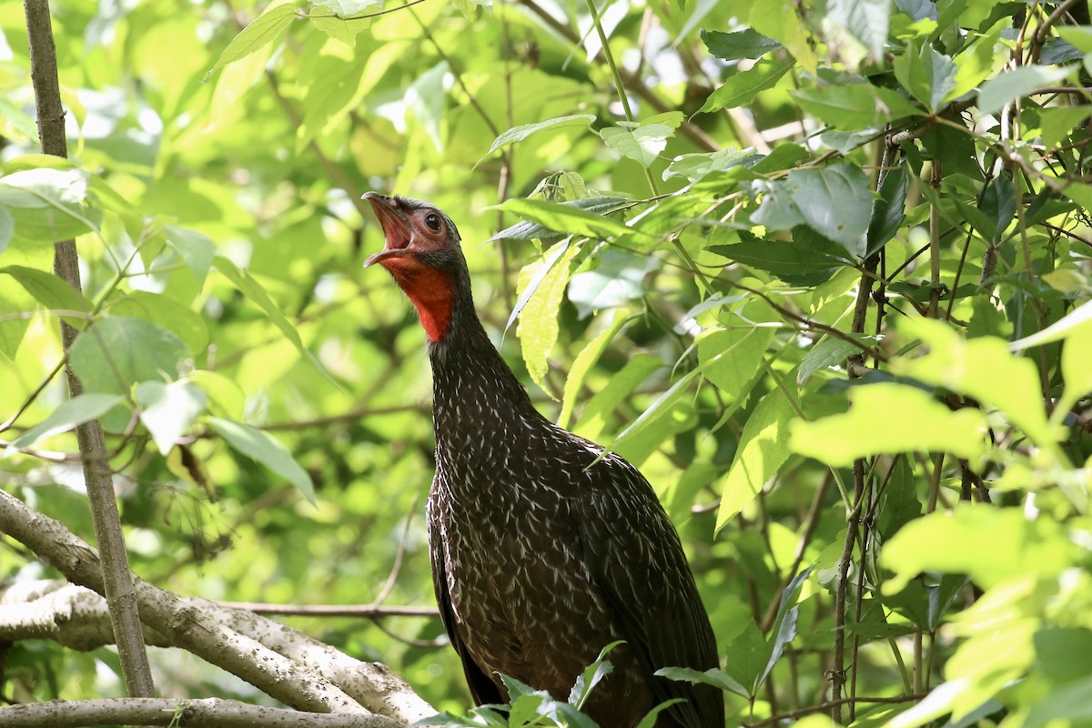 Red-faced Guan - ML614222028