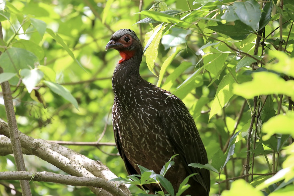 Red-faced Guan - Andrew Eppedio