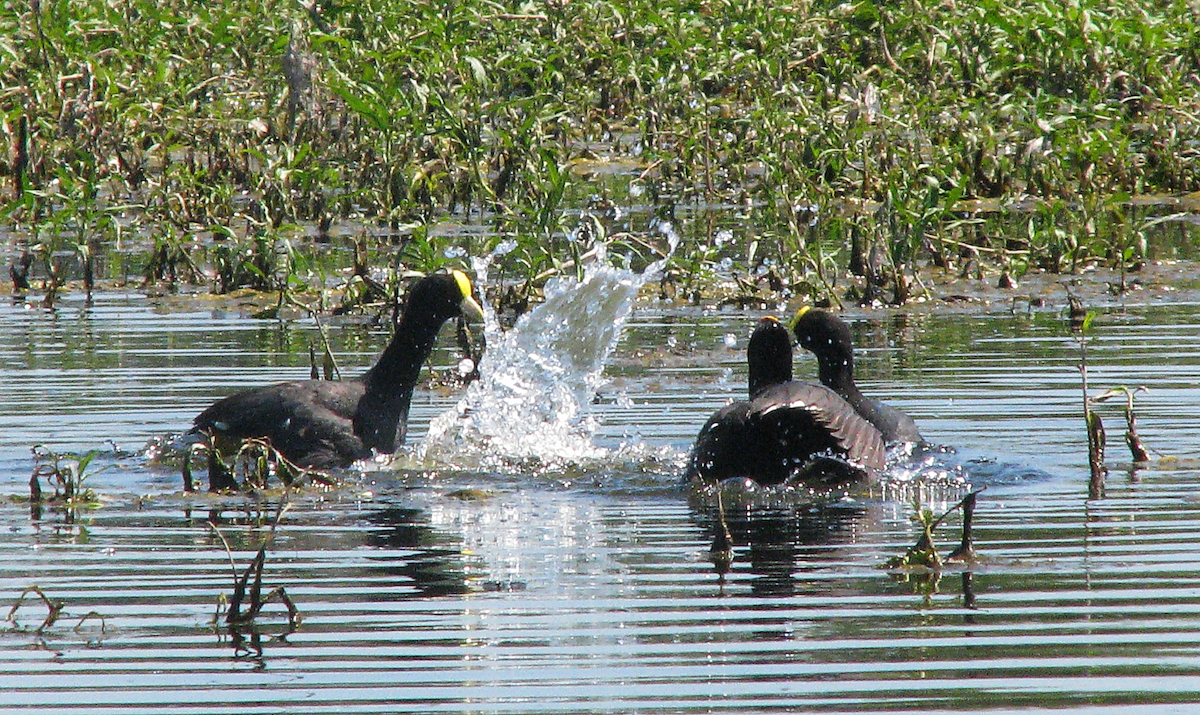 White-winged Coot - ML614222154