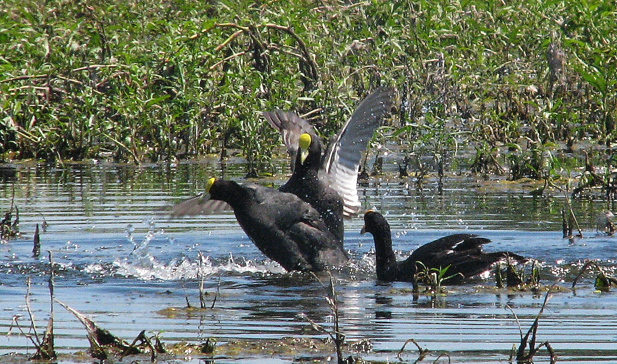 White-winged Coot - ML614222156