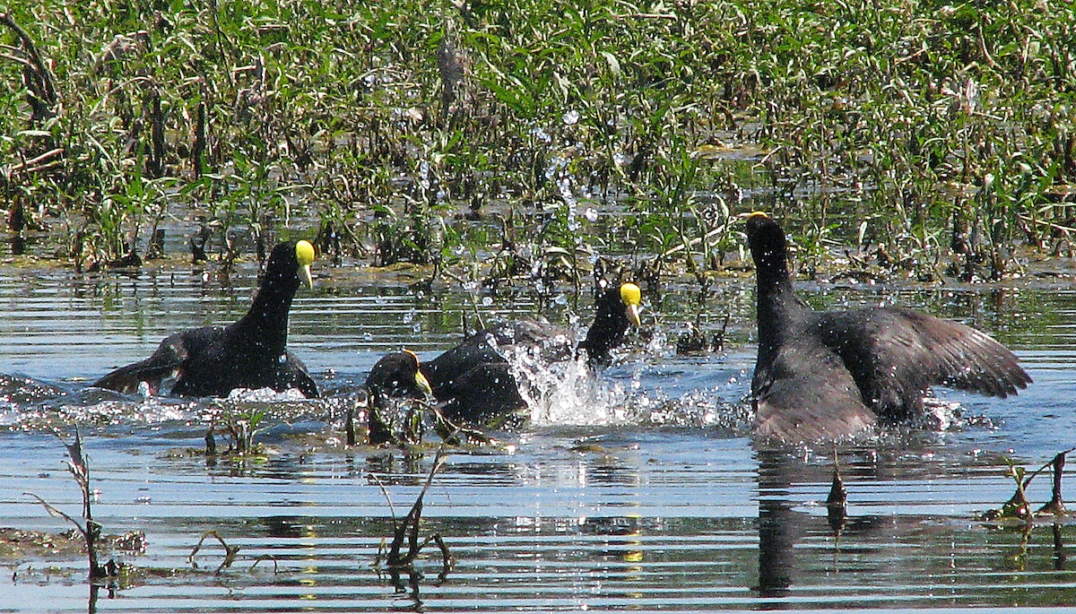 White-winged Coot - Leon Gutierrez