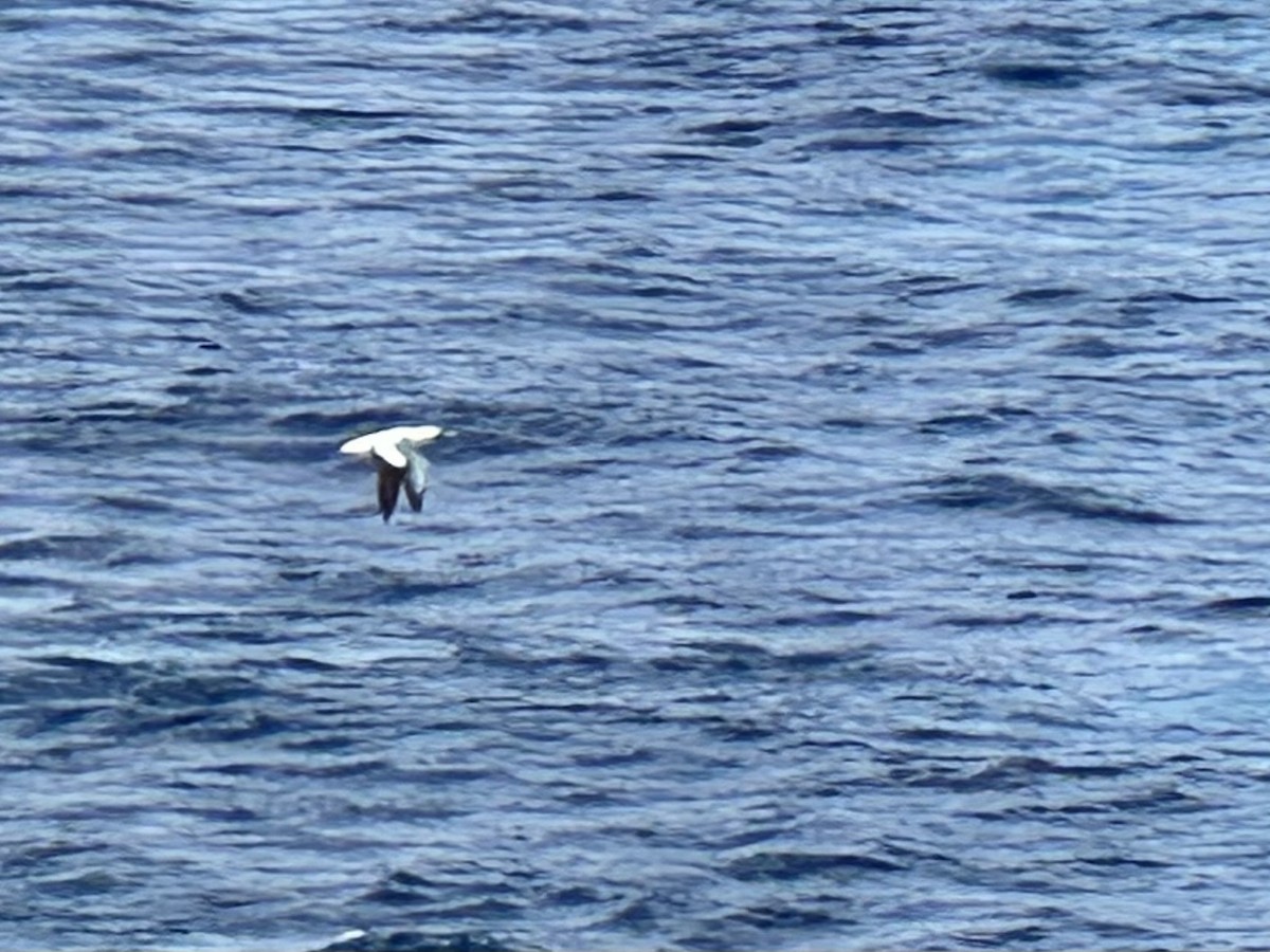 Masked Booby - ML614222232