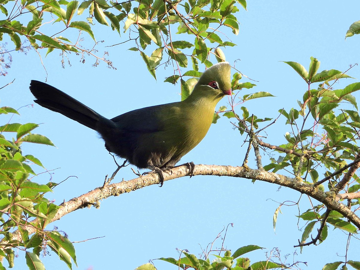 Knysna Turaco (Northern) - ML614222272