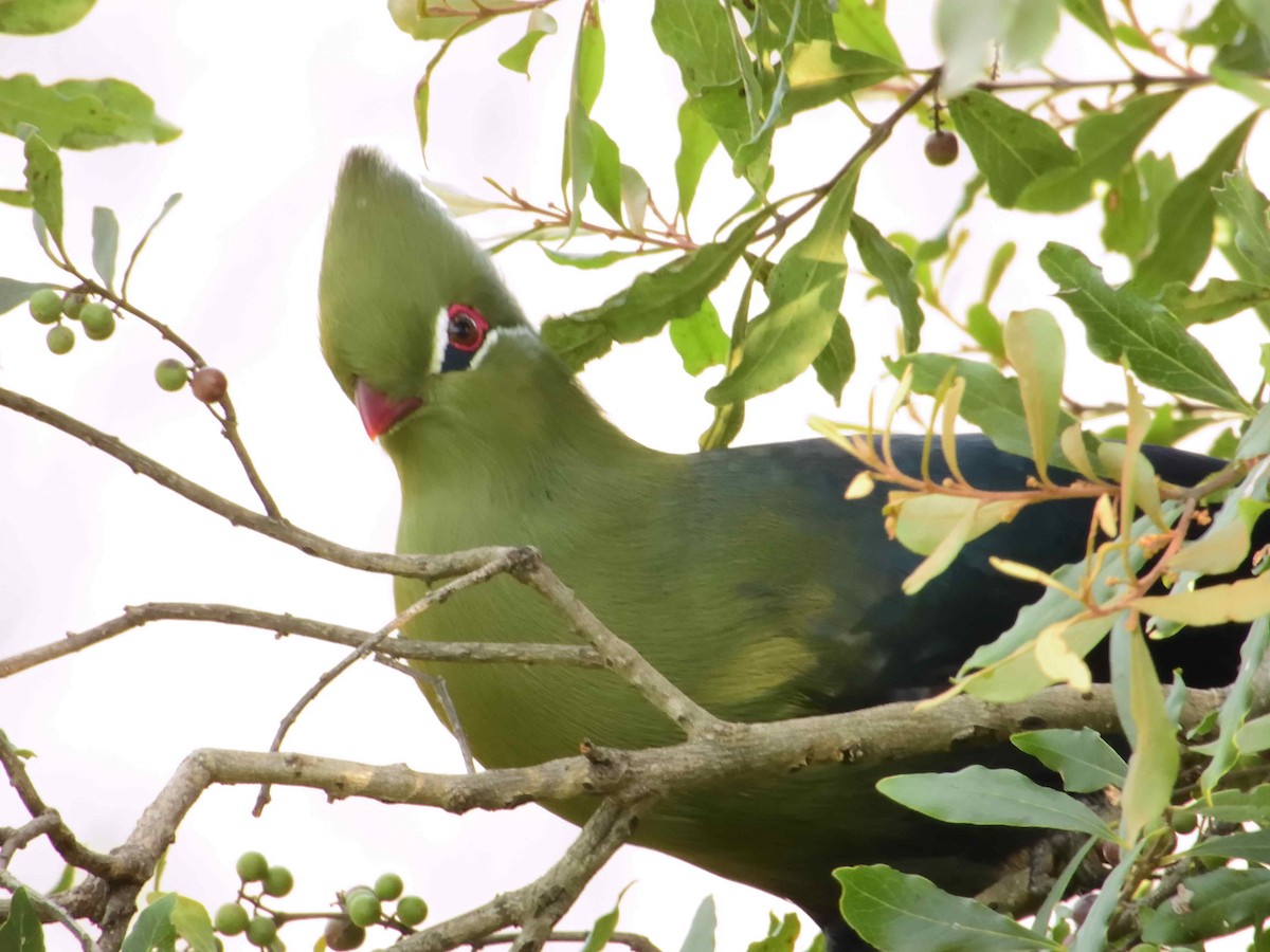 Knysna Turaco (Northern) - ML614222275