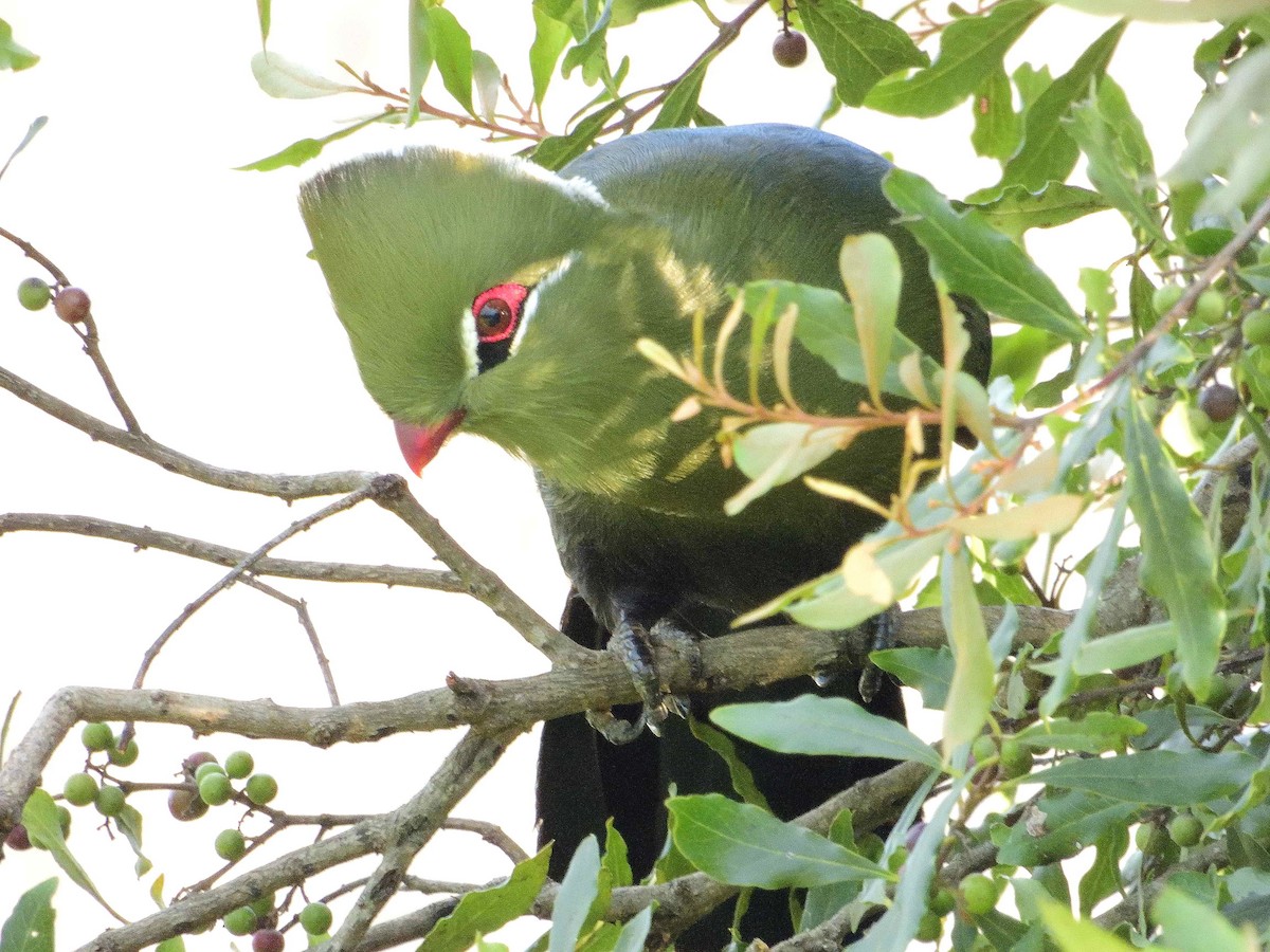 Knysna Turaco (Northern) - ML614222277