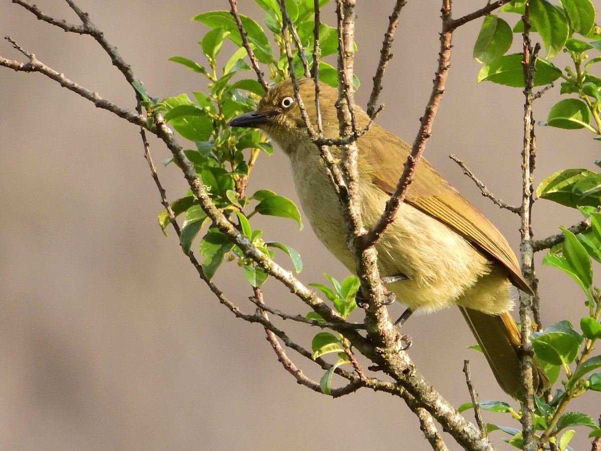 Sombre Greenbul - ML614222295