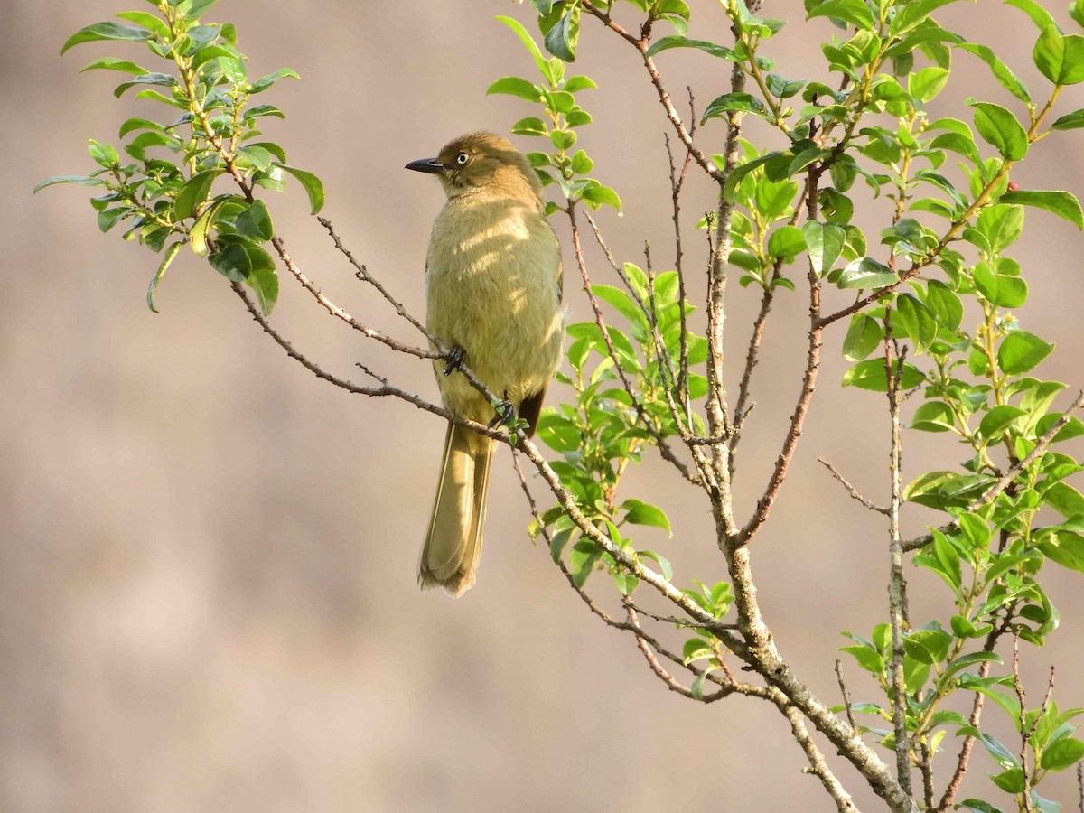 Sombre Greenbul - ML614222297