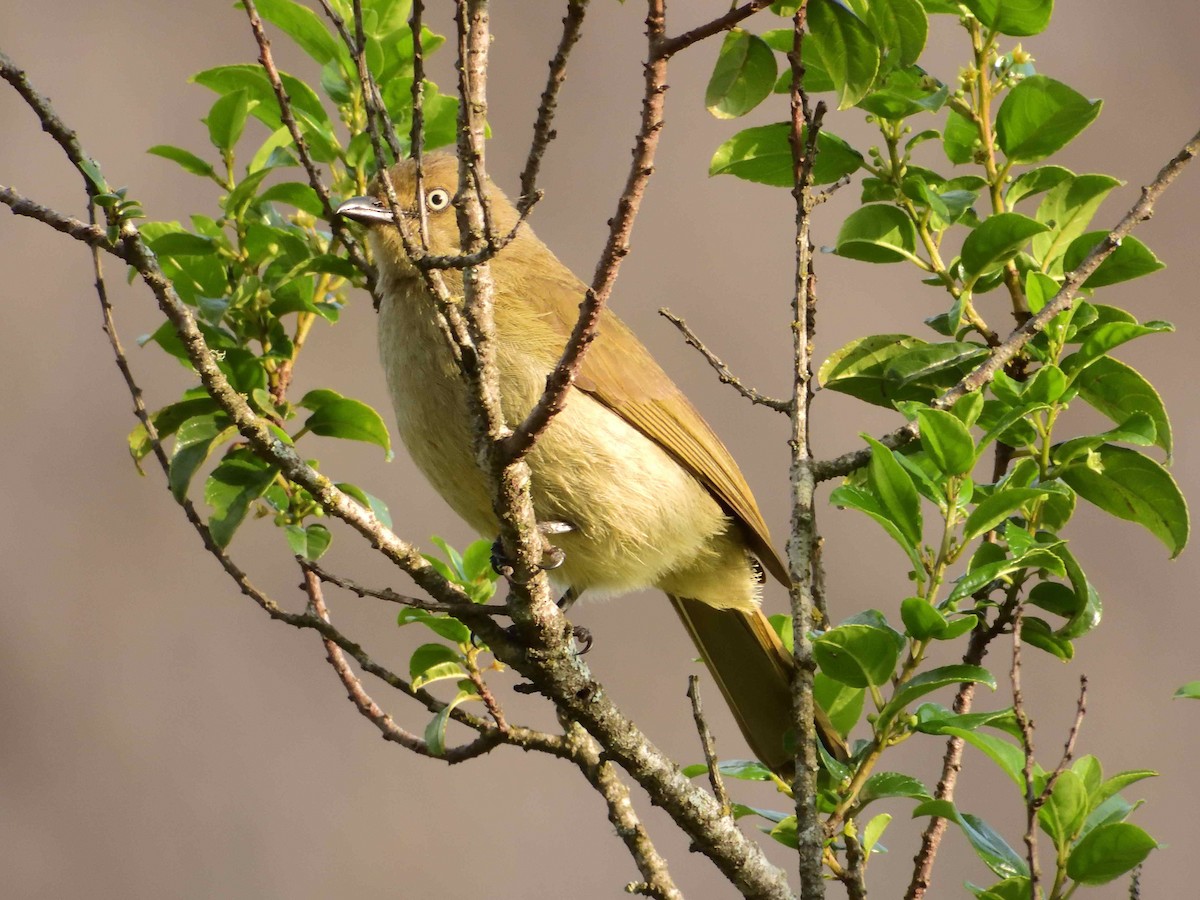 Sombre Greenbul - ML614222298