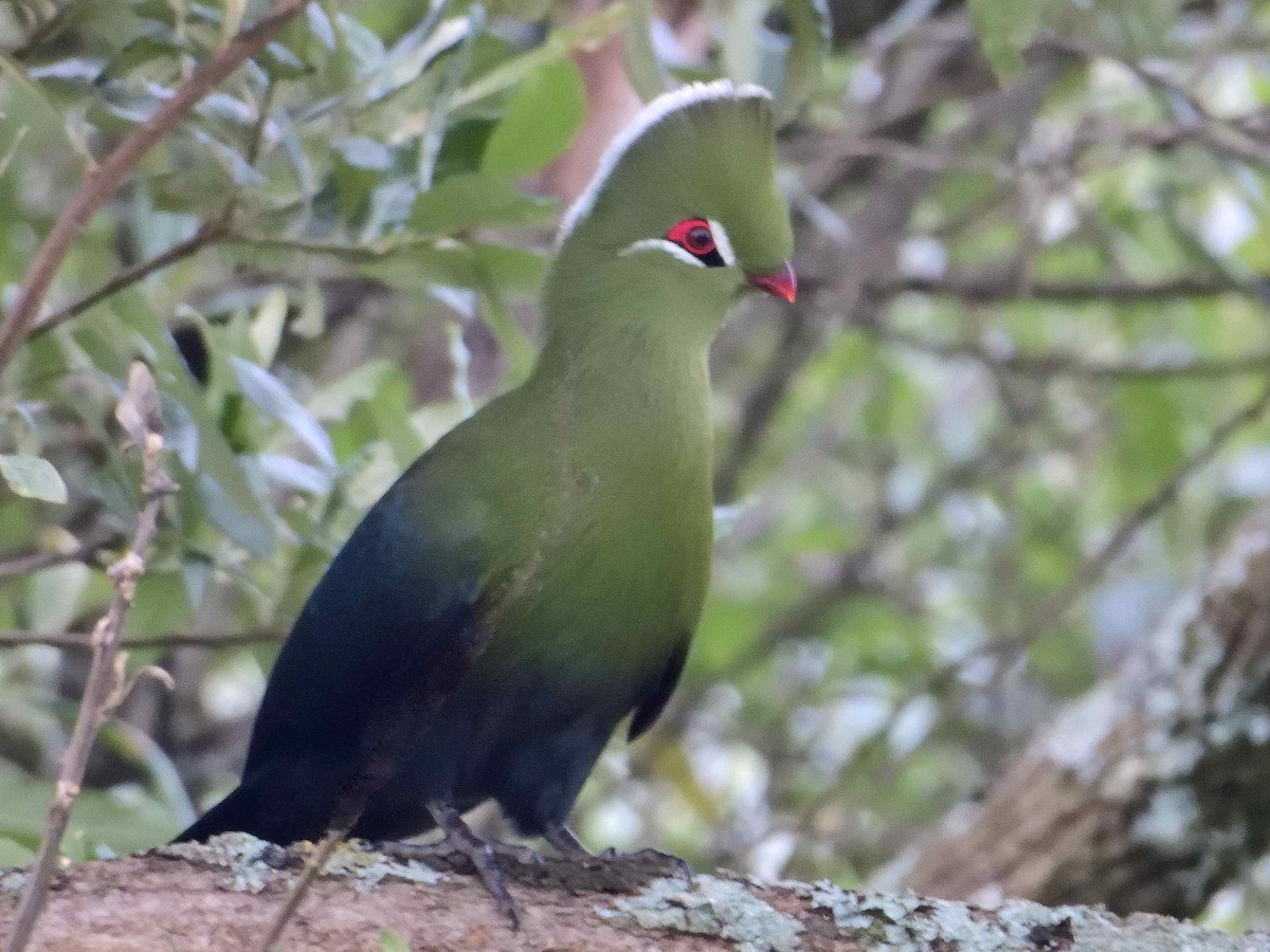 Knysna Turaco (Northern) - ML614222304