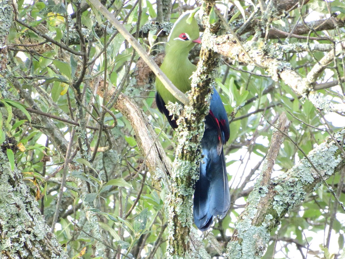 Knysna Turaco (Northern) - ANDRÉS SERRANO LAVADO