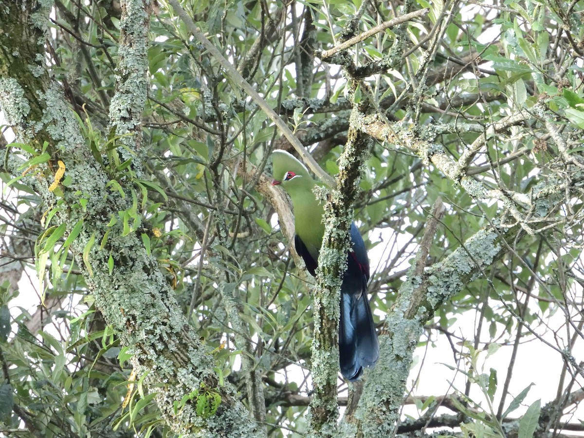 Knysna Turaco (Northern) - ANDRÉS SERRANO LAVADO