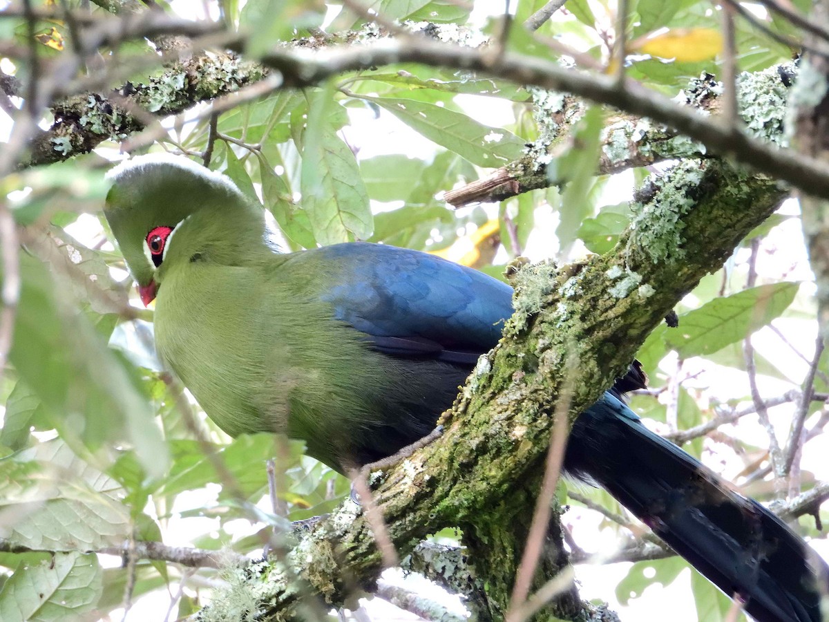 Knysna Turaco (Northern) - ML614222326