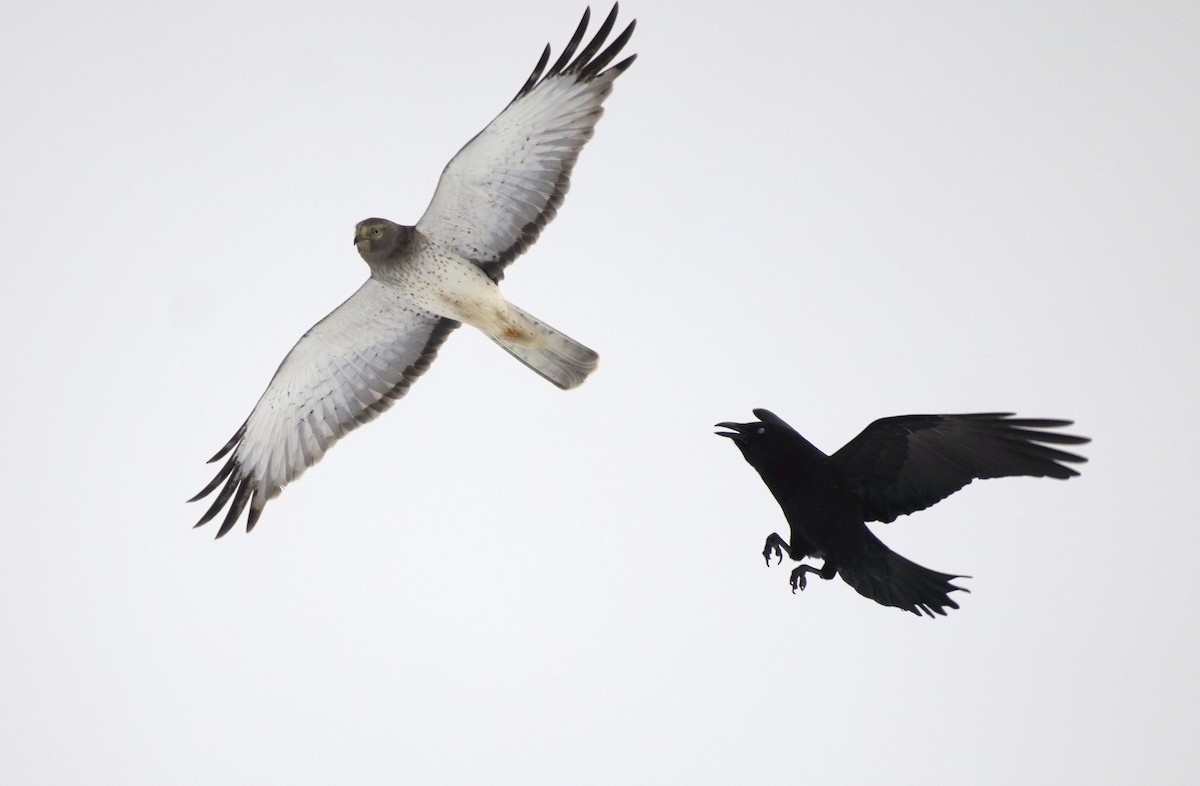 Northern Harrier - ML614222351