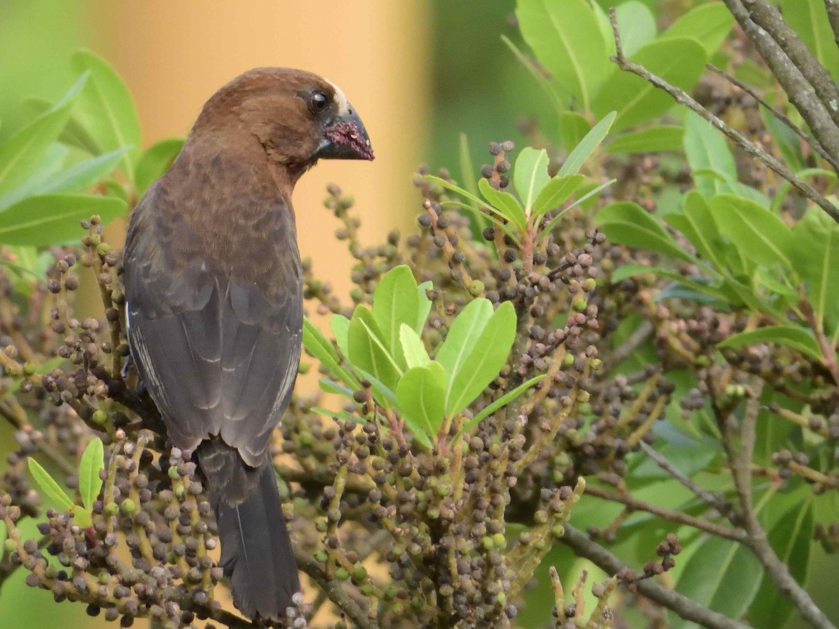 Grosbeak Weaver - ML614222365