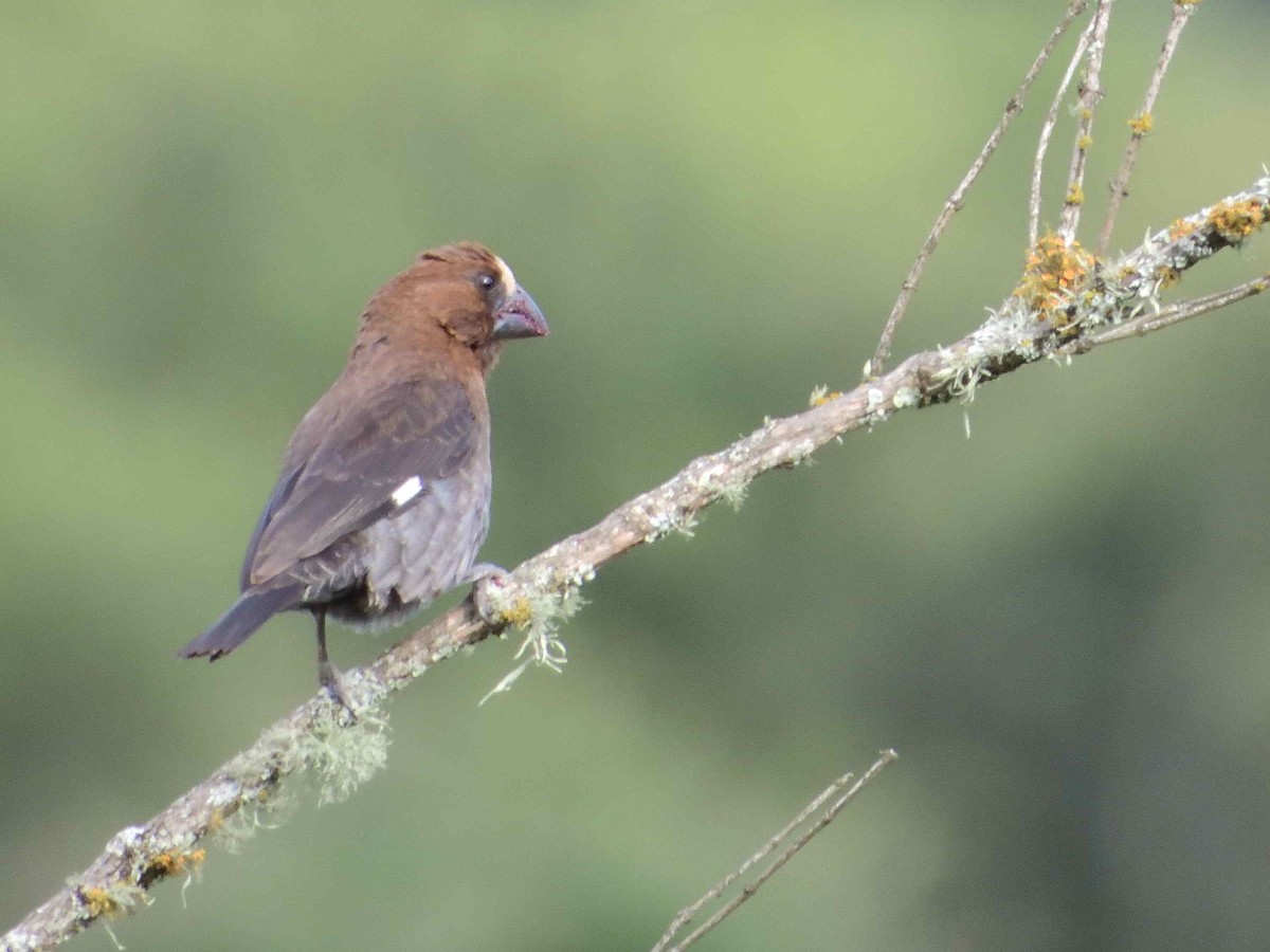 Grosbeak Weaver - ML614222366