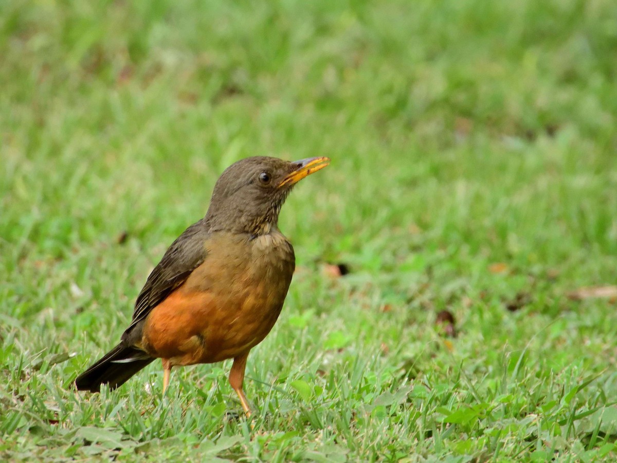 Olive Thrush - ML614222375