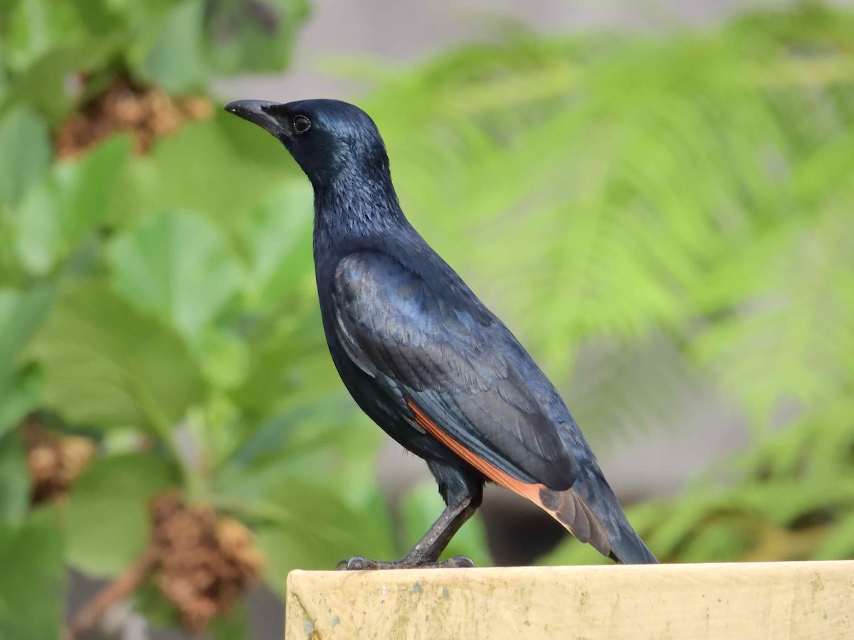 Red-winged Starling - ML614222391