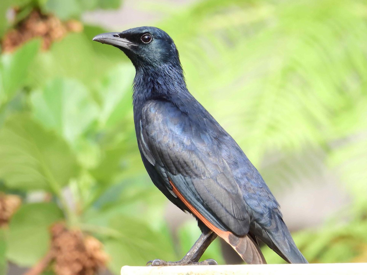 Red-winged Starling - ML614222393
