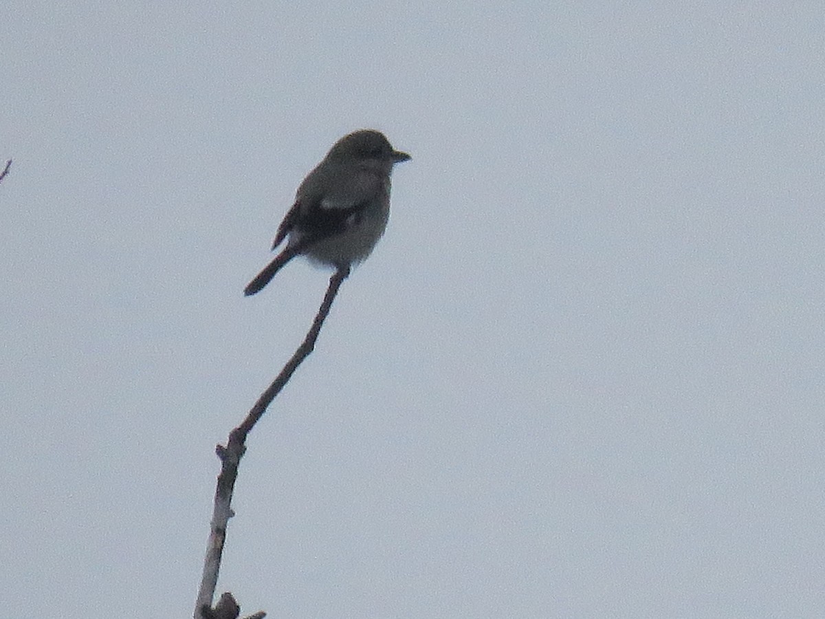 Northern Shrike - Steve Paul