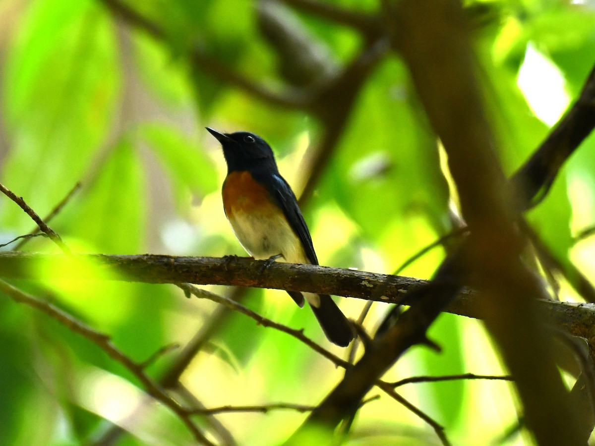 Blue-throated Flycatcher - ML614222399