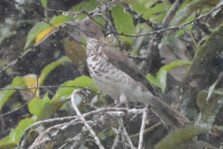 Marañon Thrush - Cathy Pasterczyk