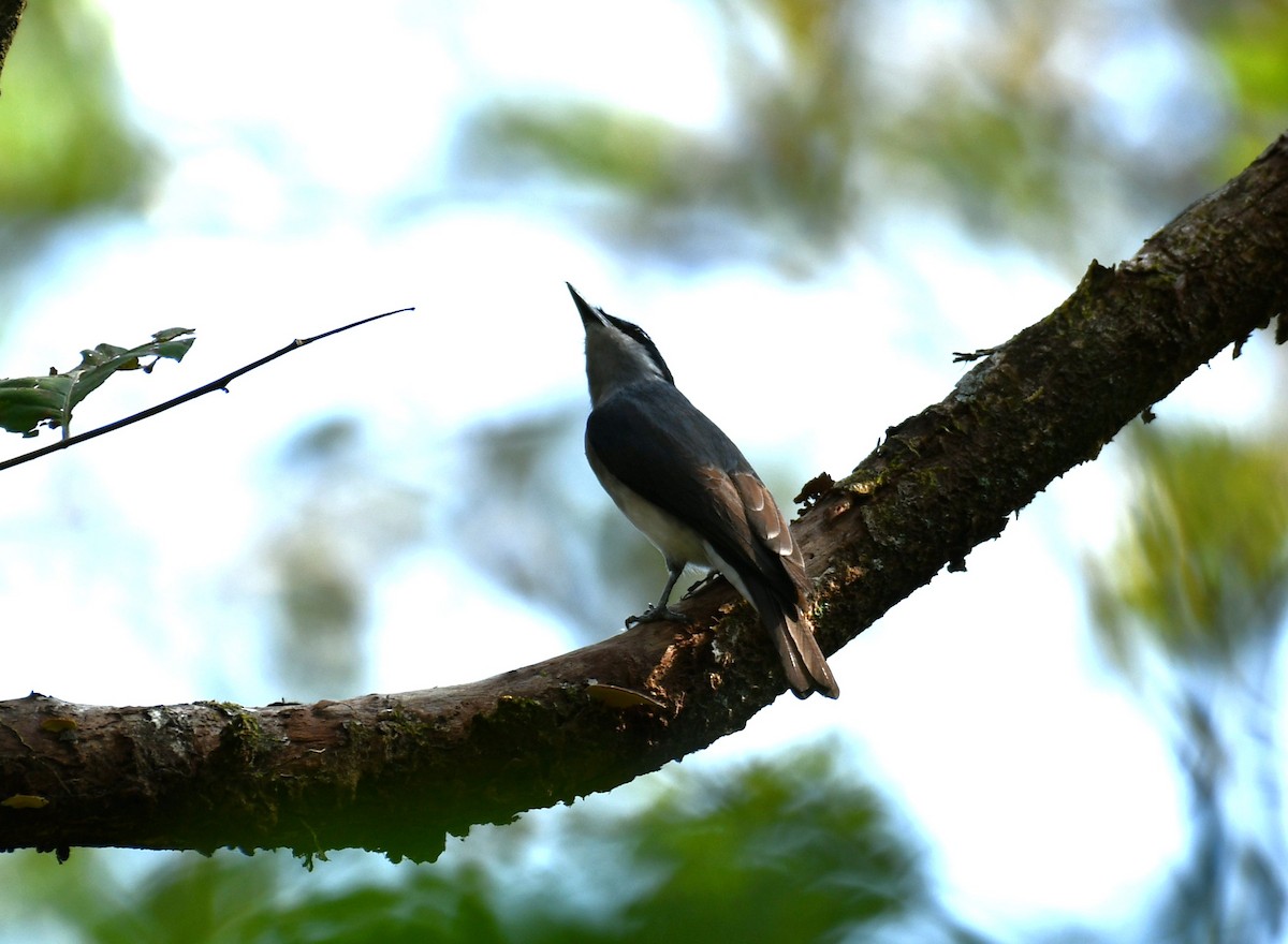 Malabar Woodshrike - ML614222437
