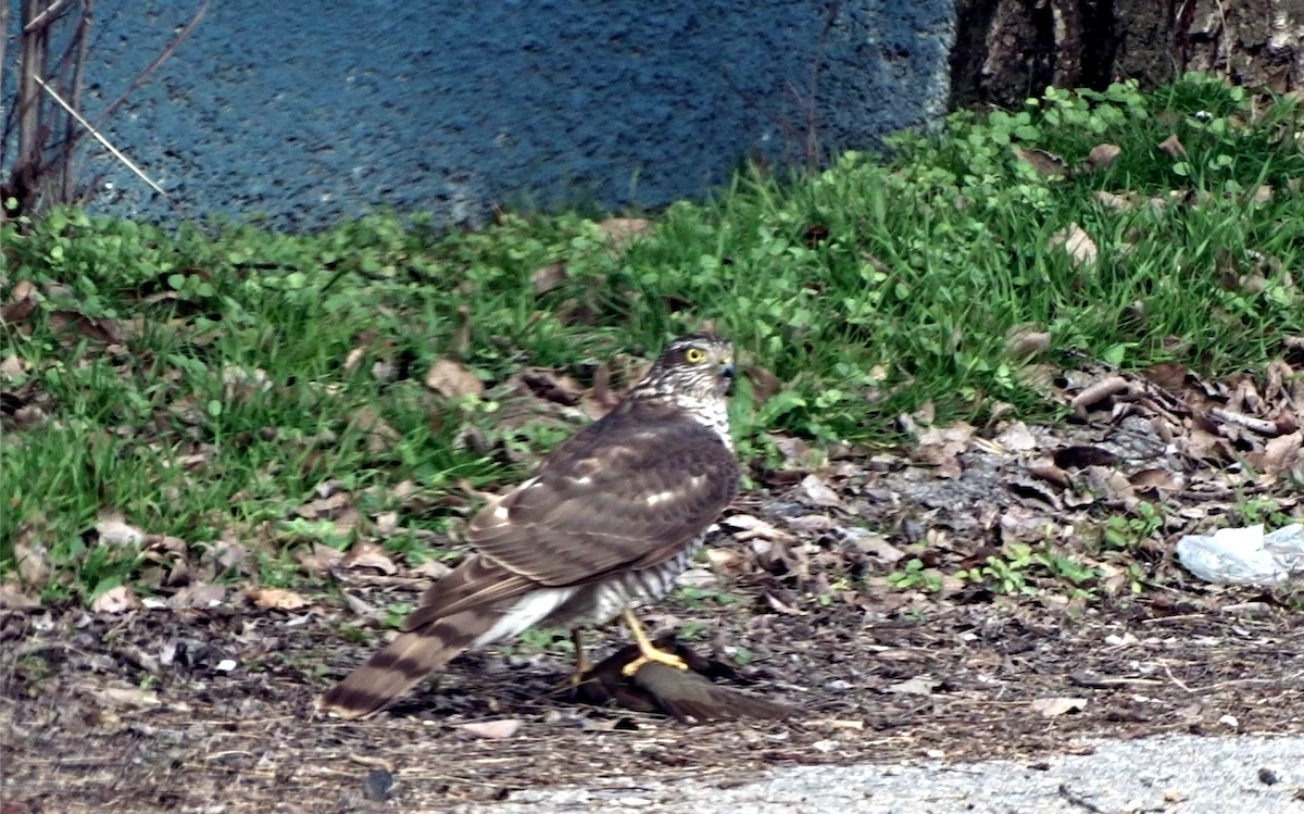 Eurasian Sparrowhawk - ML614222459