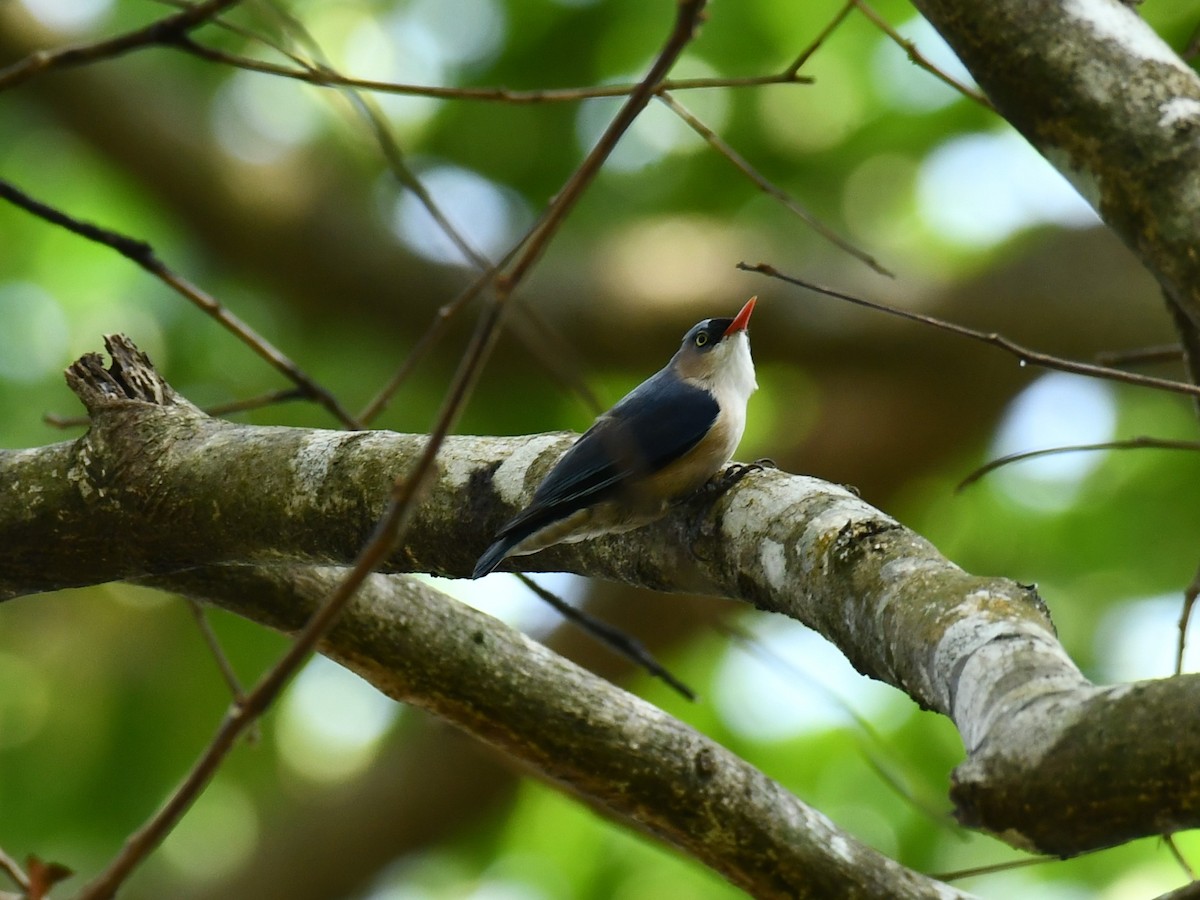 Velvet-fronted Nuthatch - ML614222473