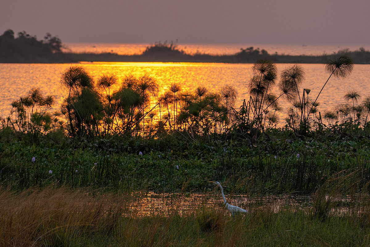 Great Egret - ML614222477