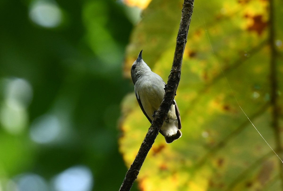 Nilgiri Flowerpecker - ML614222499