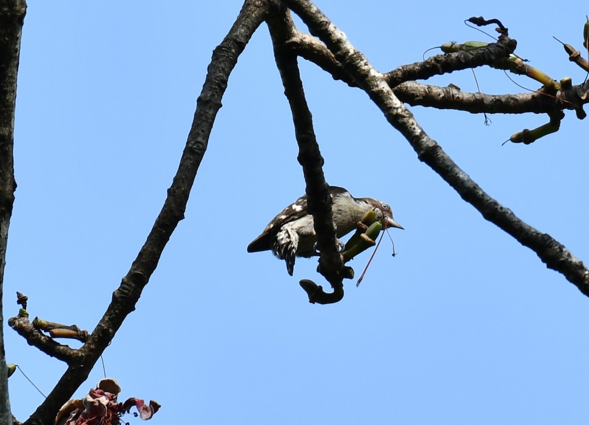 Brown-capped Pygmy Woodpecker - ML614222516