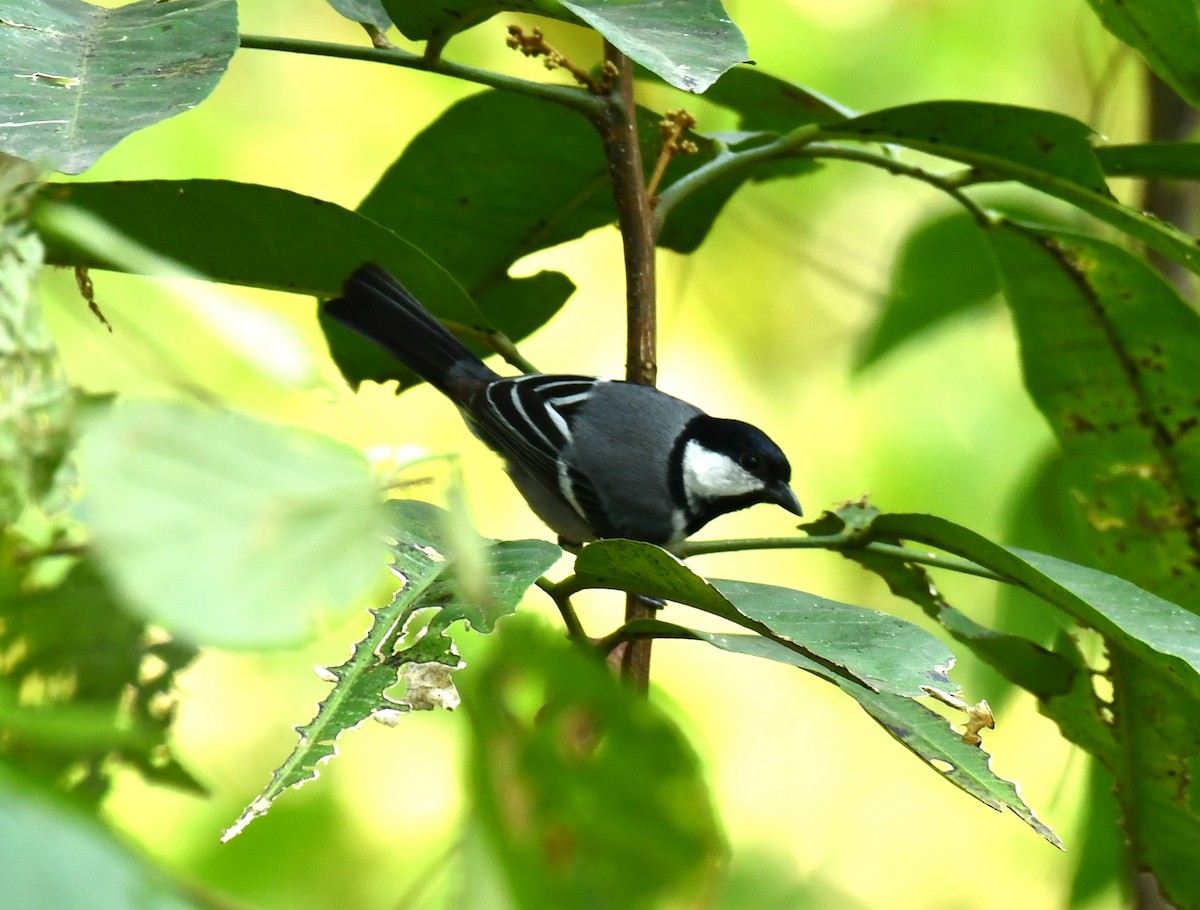 Asian Tit (Cinereous) - ML614222532
