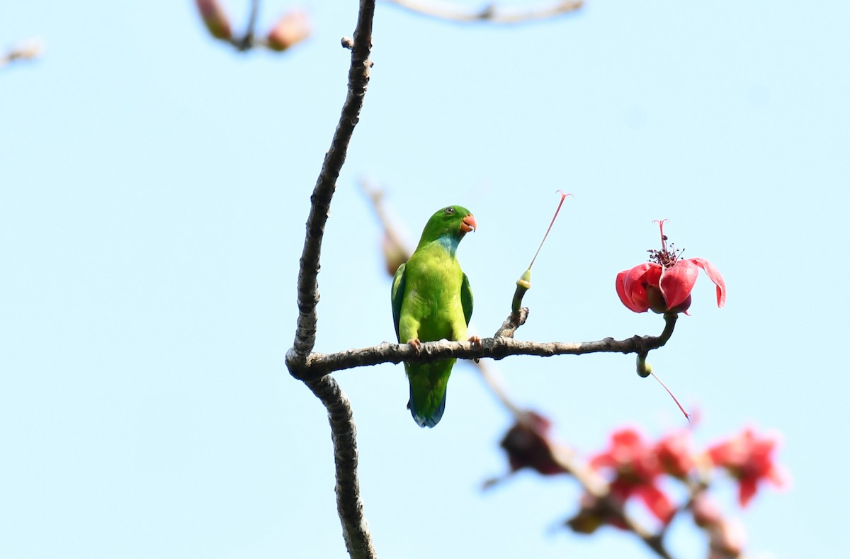 Vernal Hanging-Parrot - ML614222541