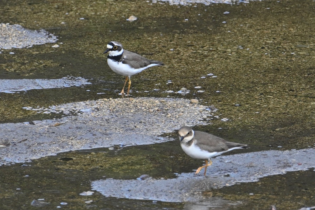 Little Ringed Plover - John Dumlao