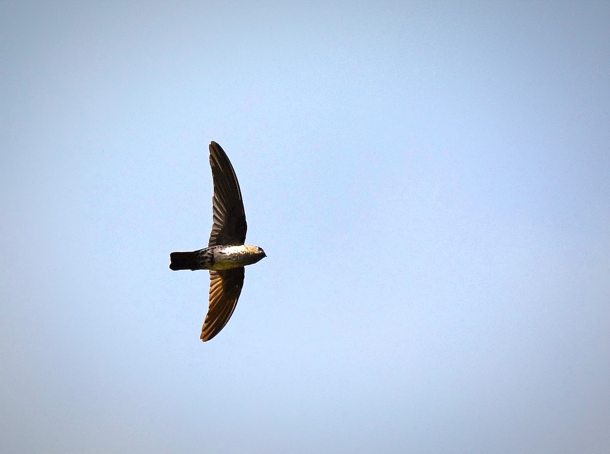 Plume-toed Swiftlet - ML614222546