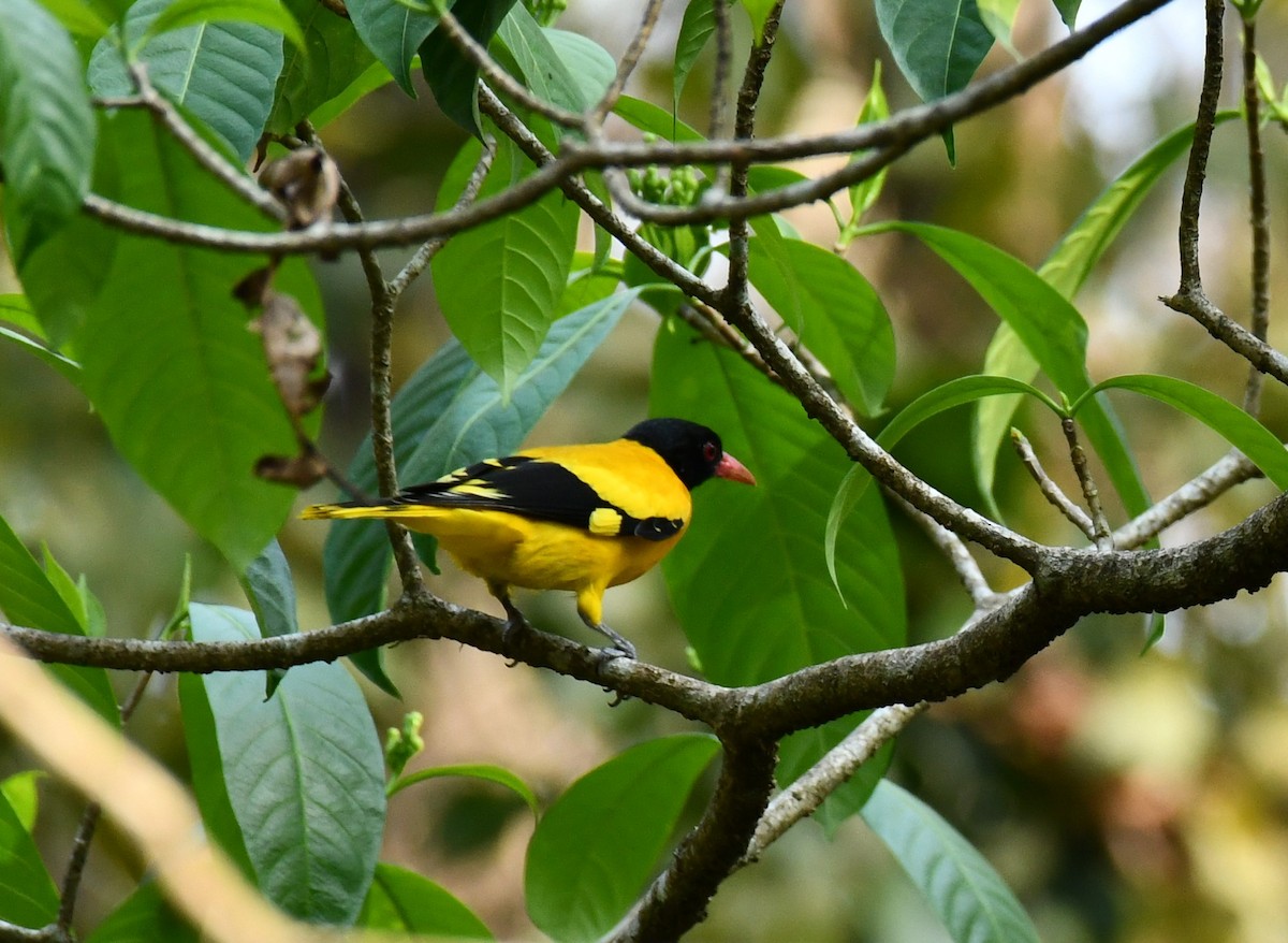 Black-hooded Oriole - ML614222554
