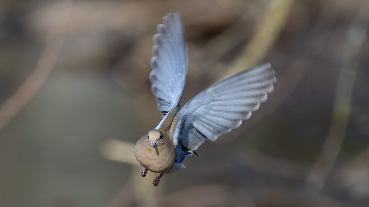 Mourning Dove - ML614222573