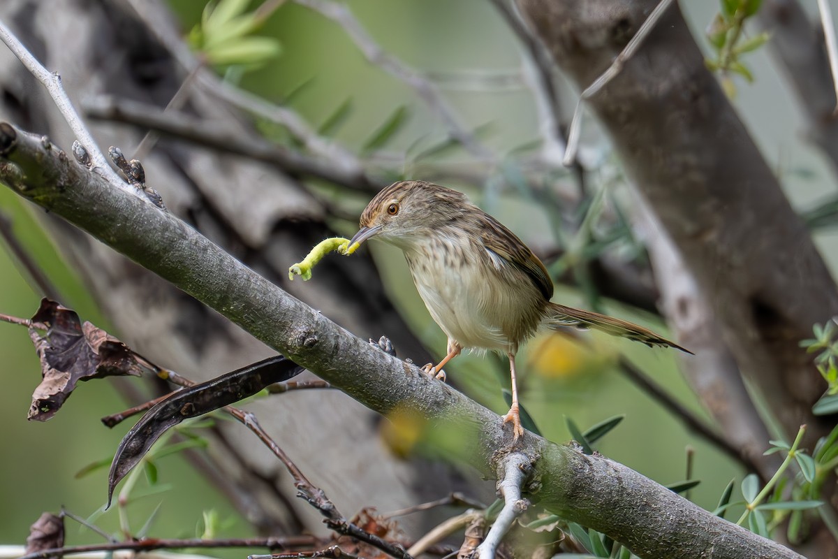 Graceful Prinia - ML614222588