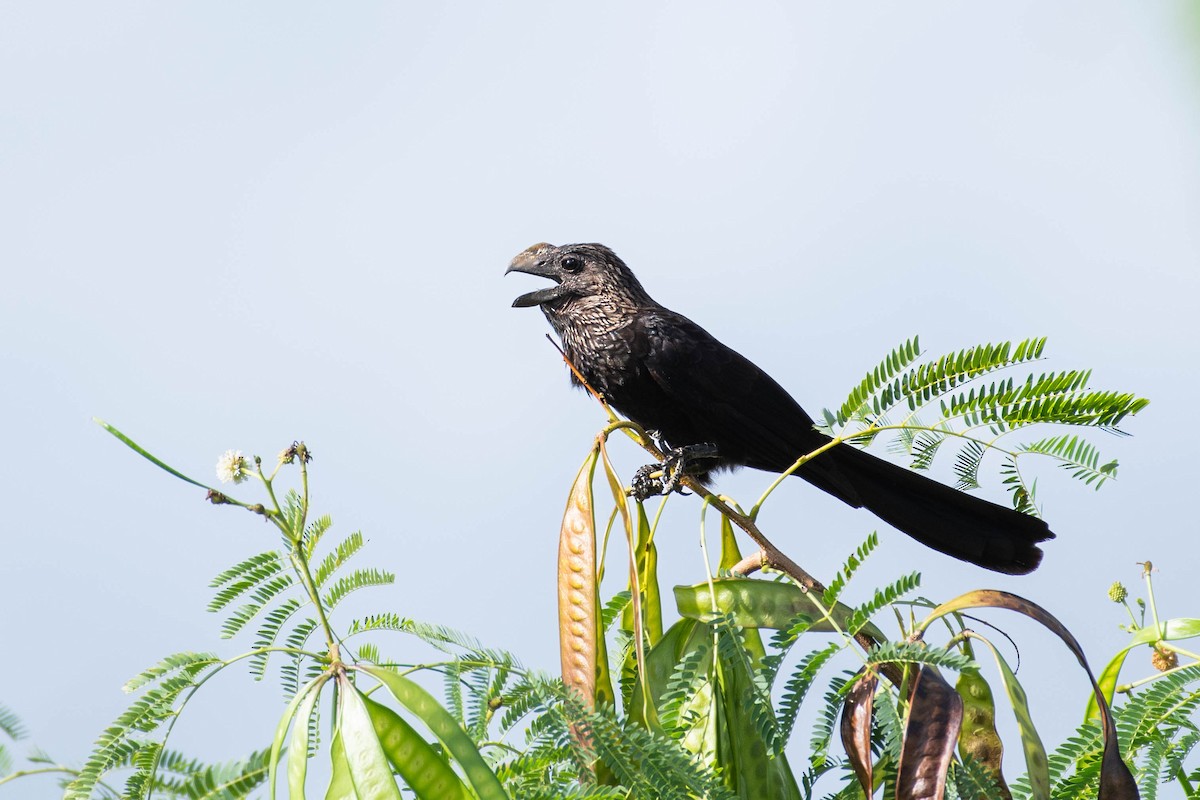 Smooth-billed Ani - ML614222731