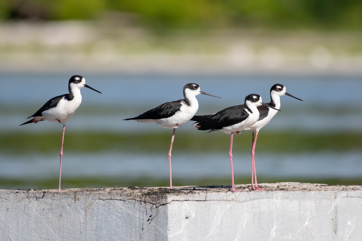 Black-necked Stilt - ML614222734