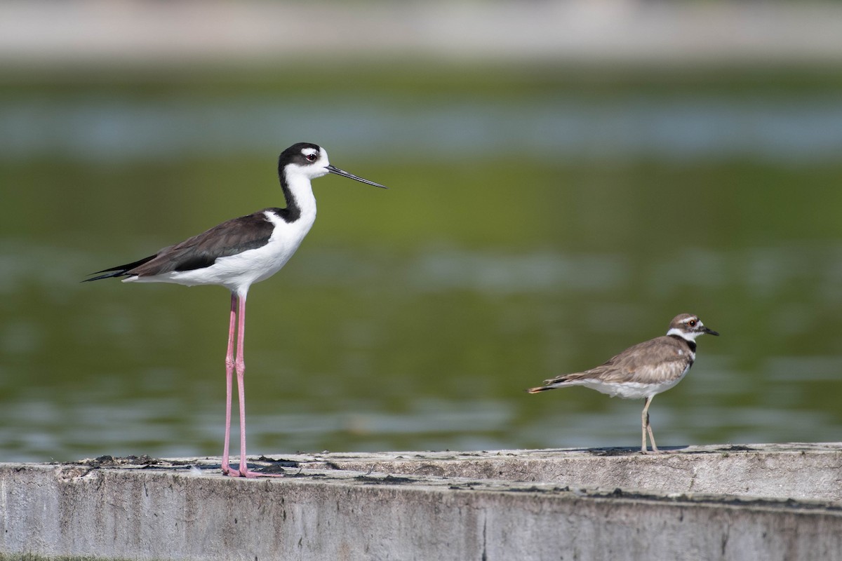 Black-necked Stilt - ML614222735