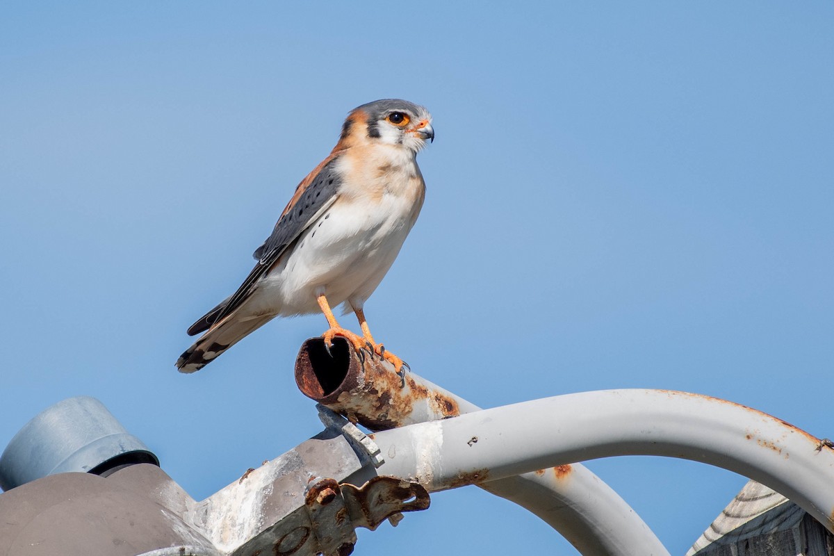 American Kestrel (Hispaniolan) - ML614222741