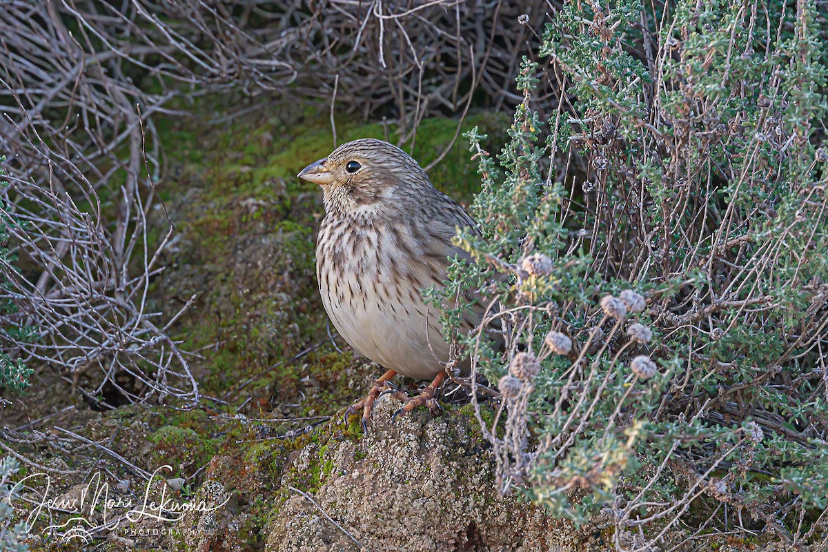 Corn Bunting - ML614222754