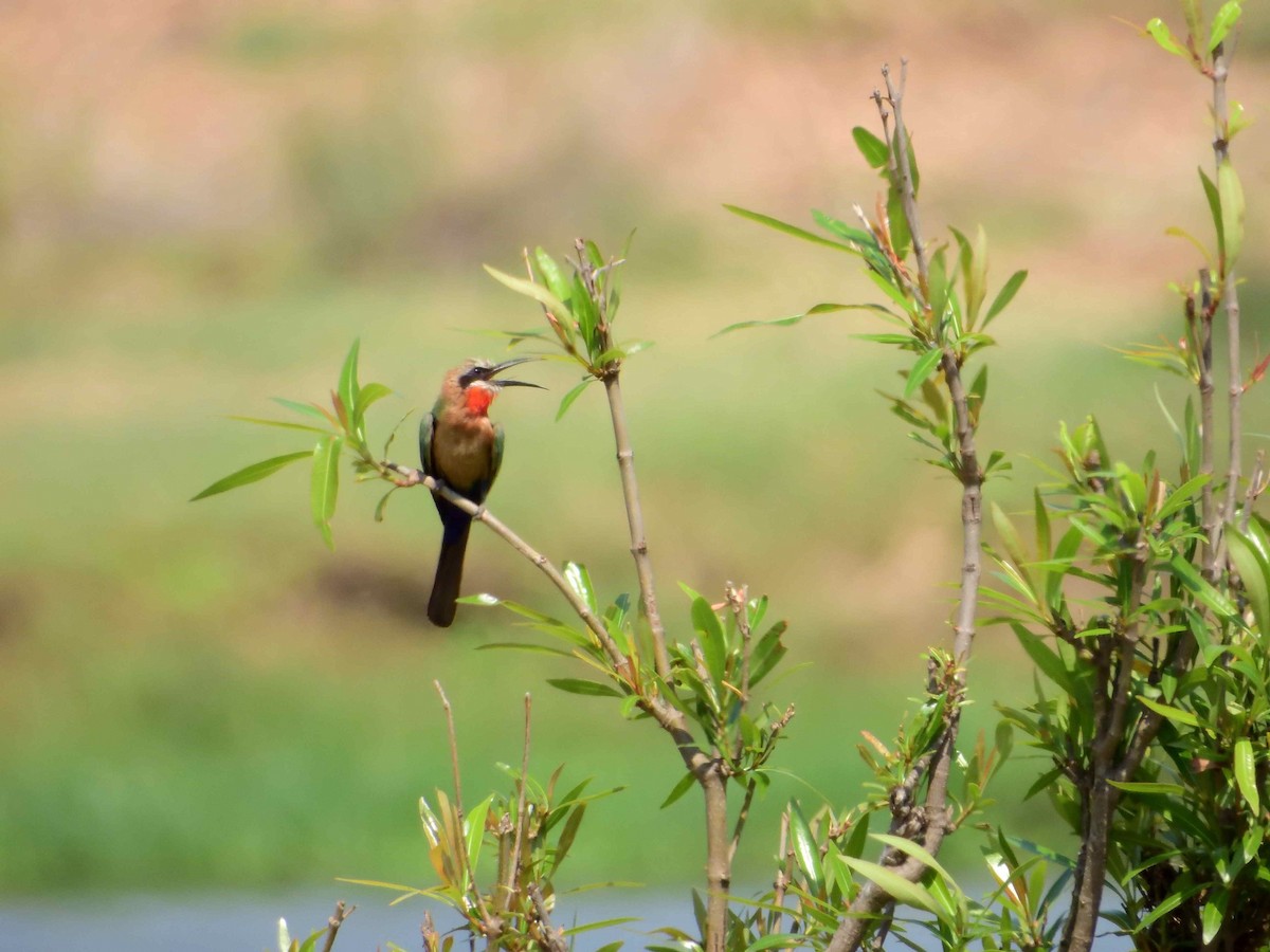 White-fronted Bee-eater - ML614222766
