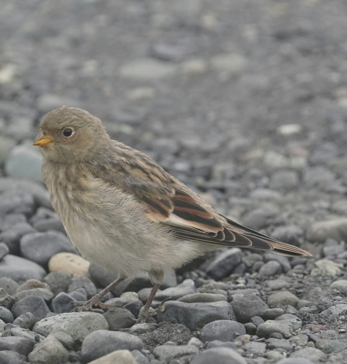 Zigolo delle nevi - ML614222767