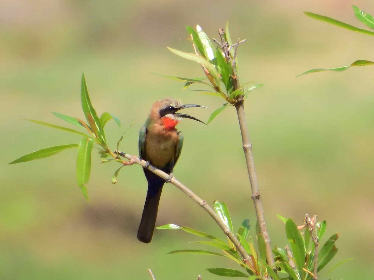 White-fronted Bee-eater - ML614222768